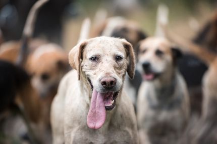 Formation des chiens de chasse : coûts, procédure et durée