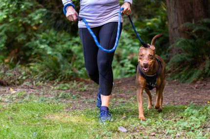 Permis de conduire pour chien