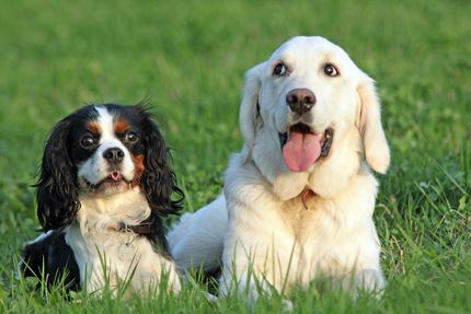 Chiens pour débutants : Top 15 des races pour débutants