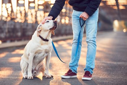 Les chiens parfaits pour la ville : voici les races que vous devriez adopter si vous vivez dans une grande ville.