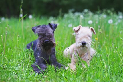 Nourriture sèche pour le chien - Nourriture sèche sans céréales dans le test