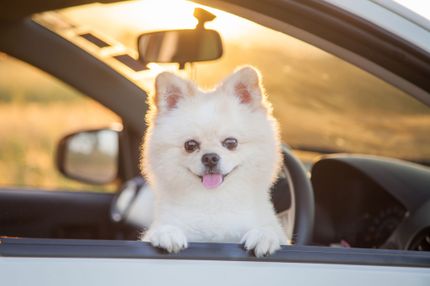 Conduire avec un chien - Conseils pour un chien-mobile