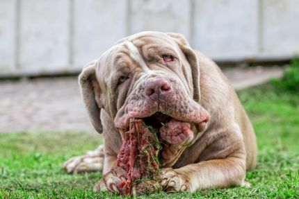 Ces aliments sont du poison pour les chiens