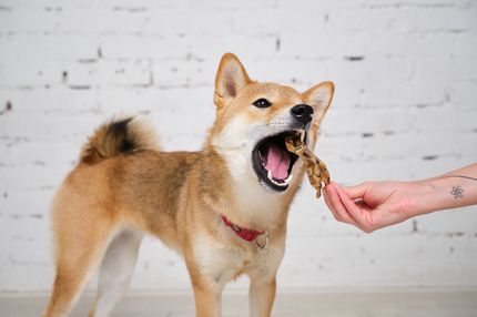 Le chien ne veut pas de nourriture, mais des friandises : 7 causes les plus fréquentes