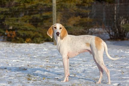 Randonnée en Carinthie avec un chien - ces itinéraires de randonnée avec un chien sont les meilleurs