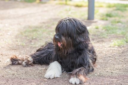 Arthrose chez le chien - causes, symptômes, diagnostic, prévention et traitement