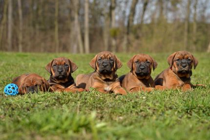 Ouvrir les yeux lors de l'achat d'un chiot