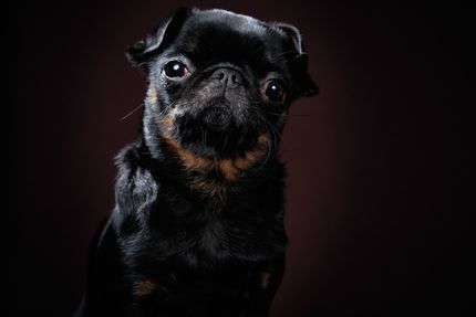 Down-szindrómás kutyák - Triszómia 21 kutyák