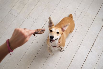 Rossz lehelet a kutyáknál - otthoni jogorvoslatok és okai