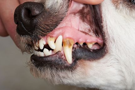 5 tipp a kutyák fogköve ellen