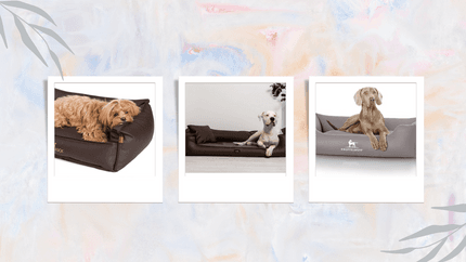 Hundebett: Leder als langhaltendes Investment