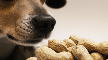 ¿Los perros pueden comer cacahuetes?