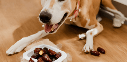 ¿Puede tu perro comer dátiles? Guía completa
