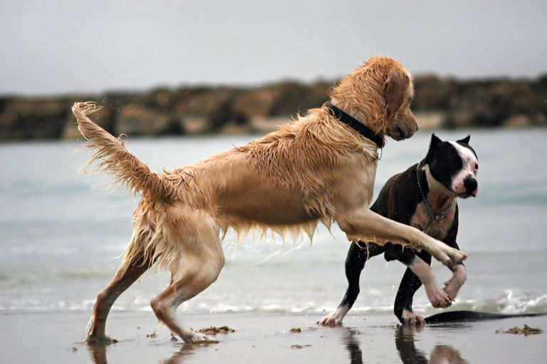 Die Sprache der Hunde: Körpersprache und Lautäußerungen richtig deuten