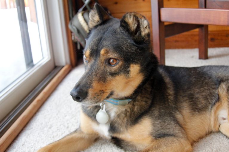 Hundepension: Kosten pro Tag und Faktencheck Hundepension: Kosten pro Tag und Faktencheck