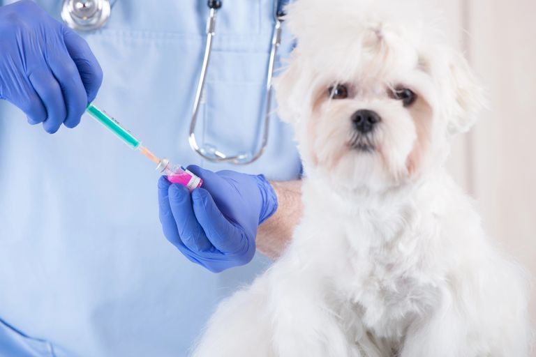 Cytopoint für Hunde: Wirkung, Dosierung & Nebenwirkungen