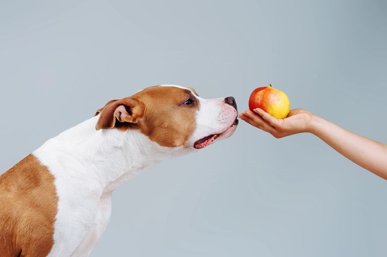 Superfoods für Hunde: Die Top 10 natürliche Energielieferanten