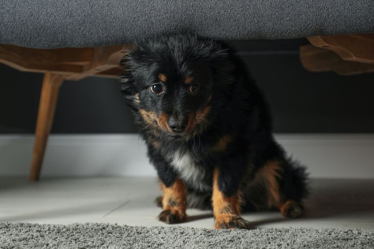 Sertralin für Hunde: Alles über die Anwendung und Wirkung bei Verhaltensproblemen Sertralin für Hunde: Alles über die Anwendung und Wirkung bei Verhaltensproblemen