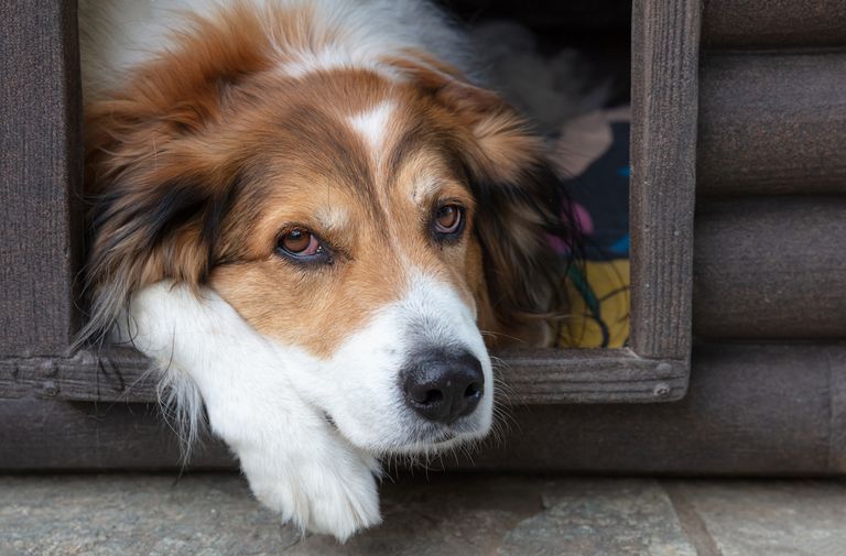 Wie ihr den besten Online Shop für Hundebedarf auswählt: Tipps und Tricks