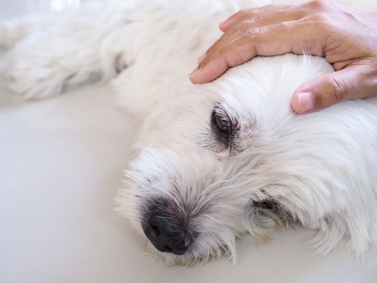Warum fiept mein Hund ständig? Warum fiept mein Hund ständig?