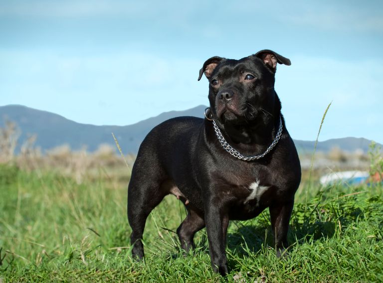 Sodbrennen beim Hund - Anzeichen und Hilfe