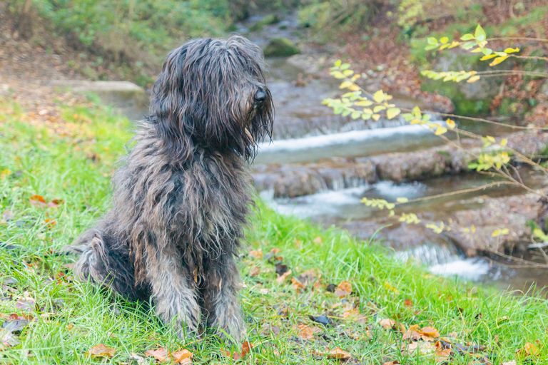 Hüttenurlaub mit Hund: Ein Abenteuer in der Natur Hüttenurlaub mit Hund: Ein Abenteuer in der Natur