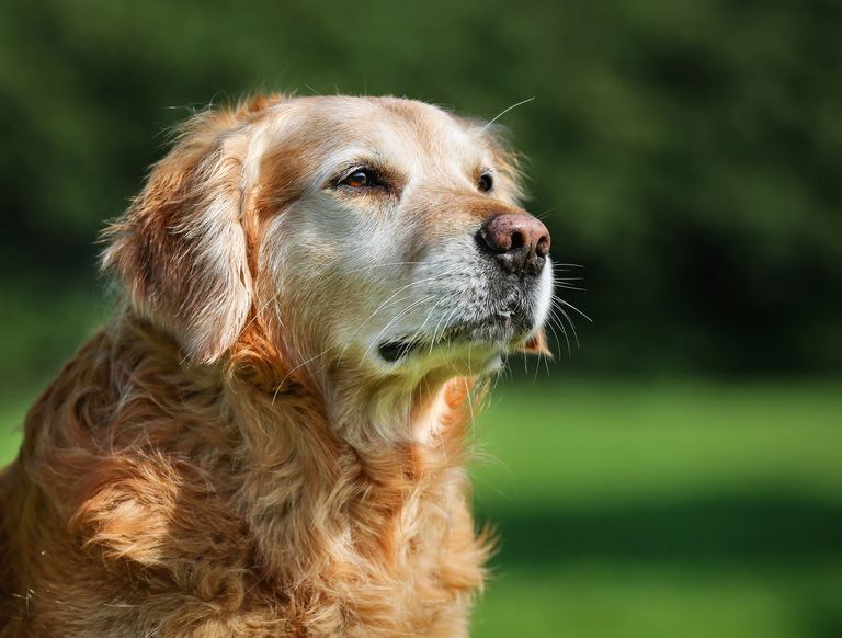 Alter Hund wird immer dünner