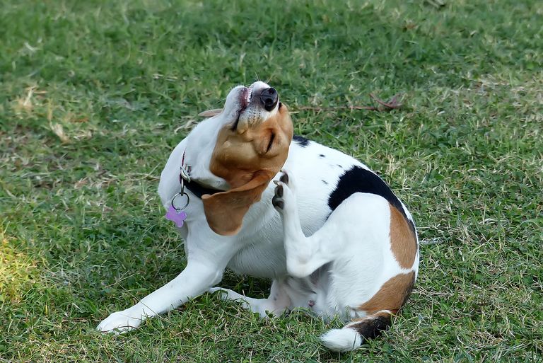 Apoquel für Hunde: Dosierung, Nebenwirkungen und mehr Apoquel für Hunde: Dosierung, Nebenwirkungen und mehr