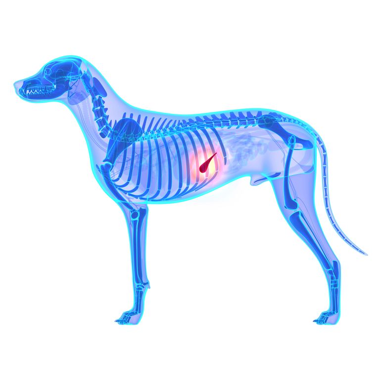Pankreatitis beim Hund: Einschläfern oder nicht?