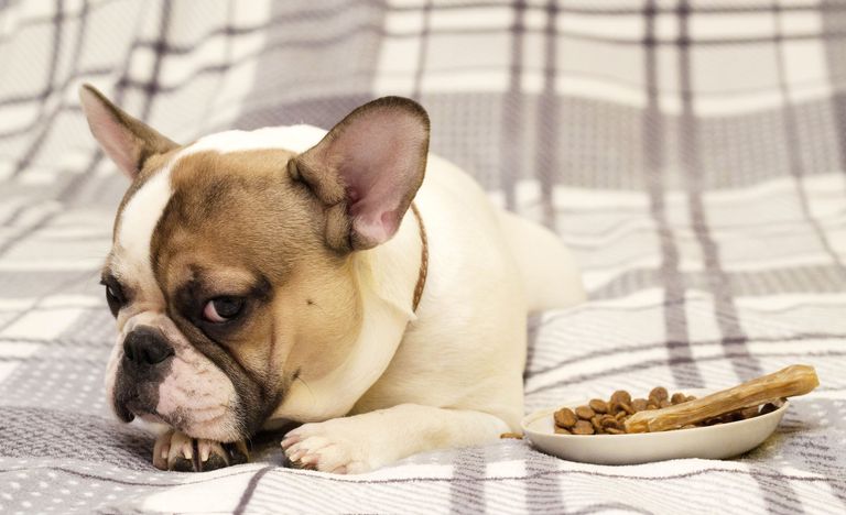 Sab Simplex beim Hund: Anwendung, Dosierung & Tipps Sab Simplex beim Hund: Anwendung, Dosierung & Tipps
