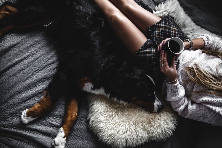 Hund aufs Sofa lassen - Ja oder nein und wie man es ihm abgewöhnen kann Hund aufs Sofa lassen - Ja oder nein und wie man es ihm abgewöhnen kann