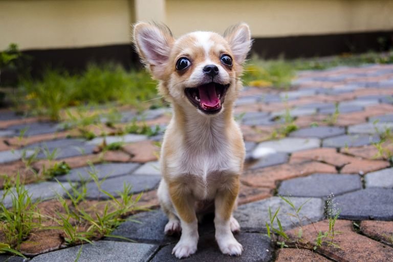 Beliebte Hunderassen - das sind die 15 häufigsten Hunde Rassen in Deutschland und Österreich Beliebte Hunderassen - das sind die 15 häufigsten Hunde Rassen in Deutschland und Österreich