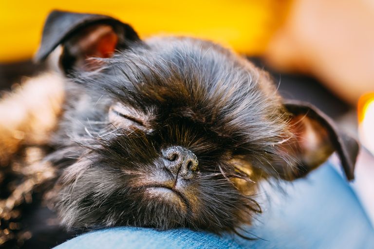 Versicherungen für Hunde und Hundehalter Versicherungen für Hunde und Hundehalter