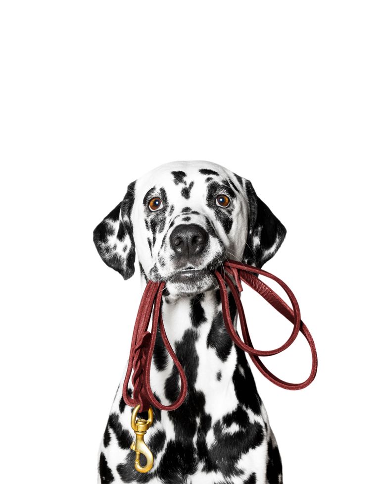 Veganes Hundefutter - polarisierendes Thema Veganes Hundefutter - polarisierendes Thema