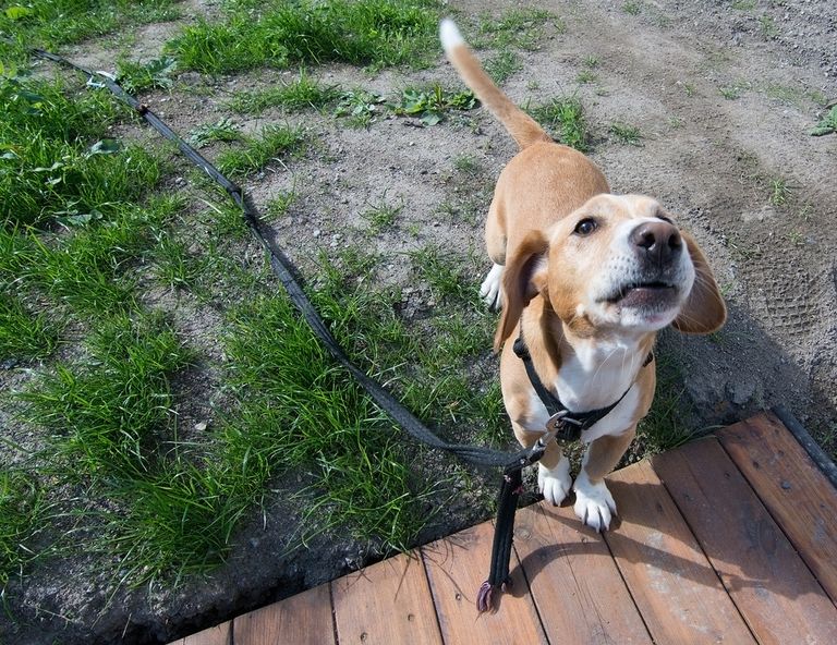 Blickkontakt mit Hund Blickkontakt mit Hund