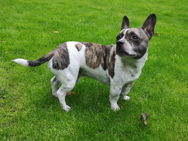 Ohrenentzündung beim Hund - 5 Tipps und Vorbeugung der Entzündung Ohrenentzündung beim Hund - 5 Tipps und Vorbeugung der Entzündung