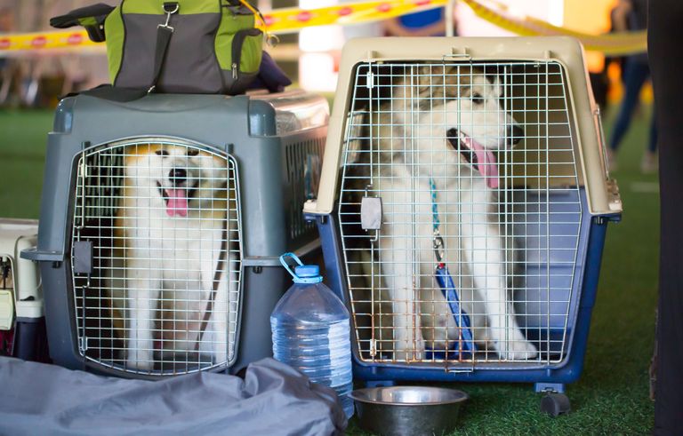 Hundetransportboxen: Nicht nur auf die Größe kommt es an