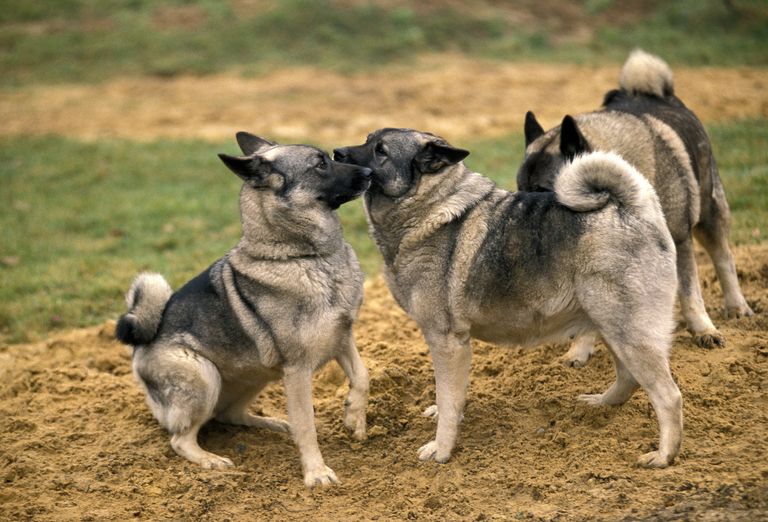 Nordische Hundenamen - 50 weibliche und 50 männliche Favoriten Nordische Hundenamen - 50 weibliche und 50 männliche Favoriten