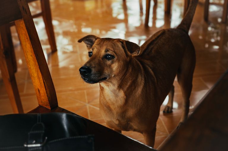 Alleine bleiben üben mit dem Hund Alleine bleiben üben mit dem Hund