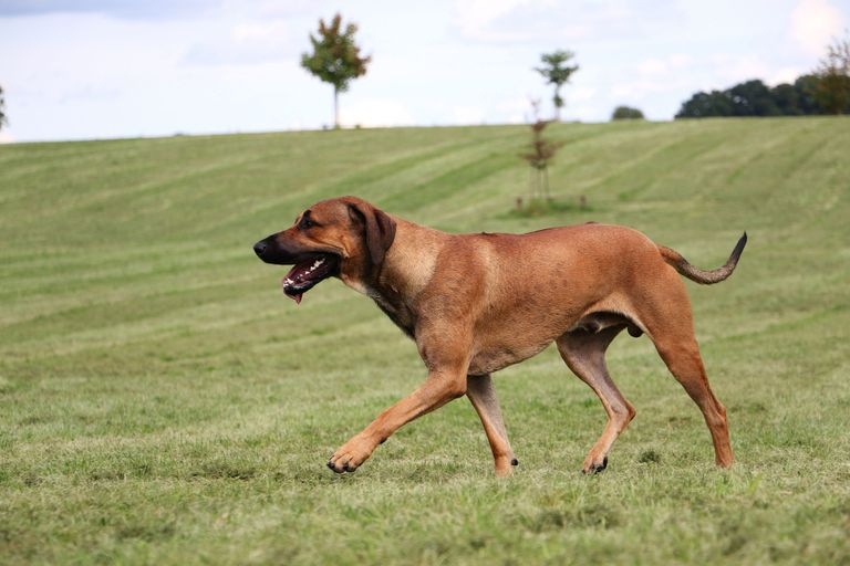 Ataxie beim Hund - Ursachen, Symptome, Diagnose und Therapie Ataxie beim Hund - Ursachen, Symptome, Diagnose und Therapie