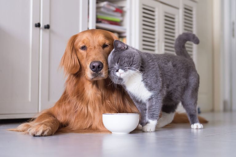 Sind Hunde intelligenter als Katzen? Sind Hunde intelligenter als Katzen?