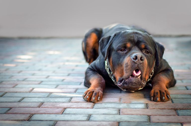 5 Gründe, warum dein Hund kotzt 5 Gründe, warum dein Hund kotzt