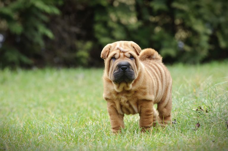 Erziehung und Ausbildung eines Shar Pei – was ist zu beachten?