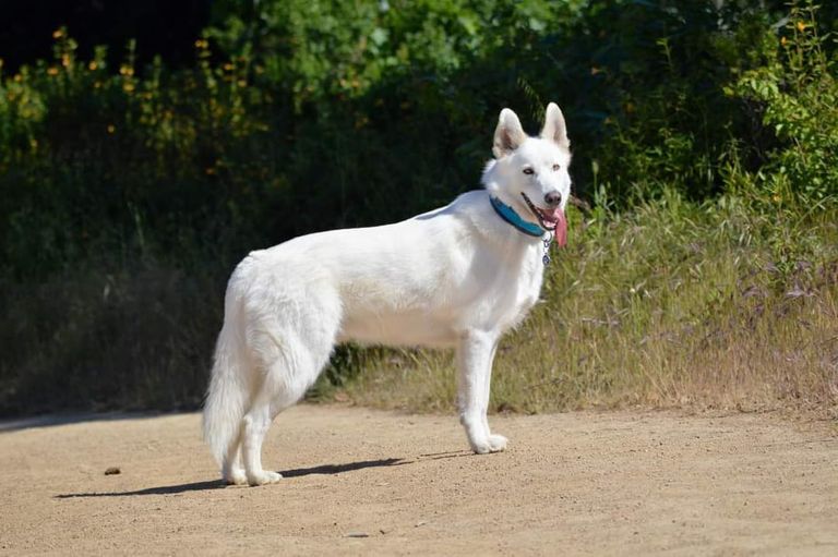 11 Husky Mischlinge zum Verlieben 11 Husky Mischlinge zum Verlieben