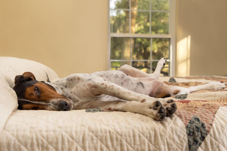 Haus Apotheke für Tiere - Die Must Haves für zu Hause Haus Apotheke für Tiere - Die Must Haves für zu Hause