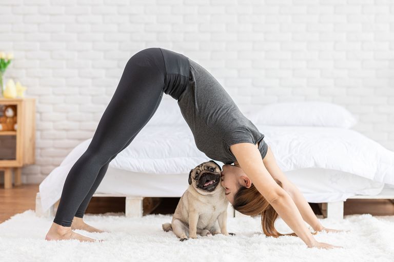 Hundeshows im TV - Unsere Favoriten Hundeshows im TV - Unsere Favoriten