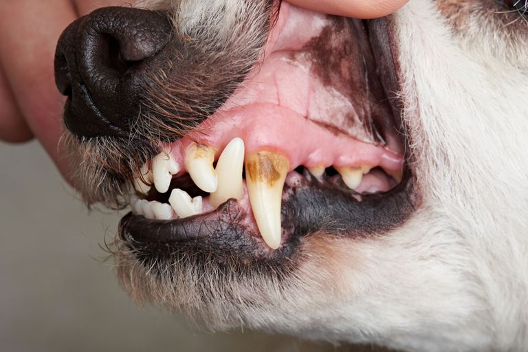 5 Tipps gegen Zahnstein beim Hund 5 Tipps gegen Zahnstein beim Hund