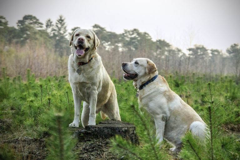 Hundeernährung – so bleibt der Hund gesund Hundeernährung – so bleibt der Hund gesund
