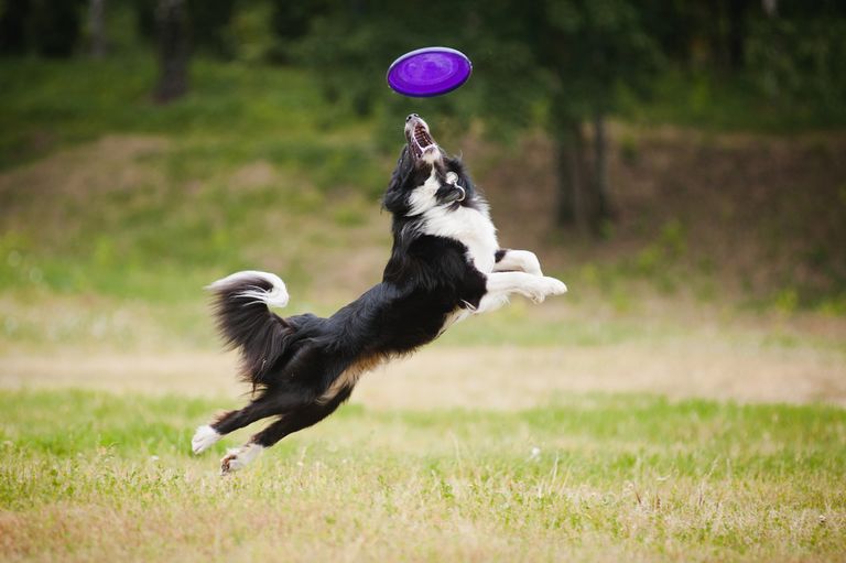 Onsior for dogs: when and why is it useful?