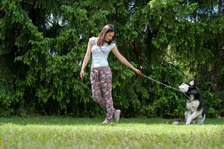 Why your dog stops and won't go any further: A comprehensive guide Why your dog stops and won't go any further: A comprehensive guide